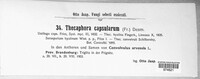 Thecaphora capsularum image